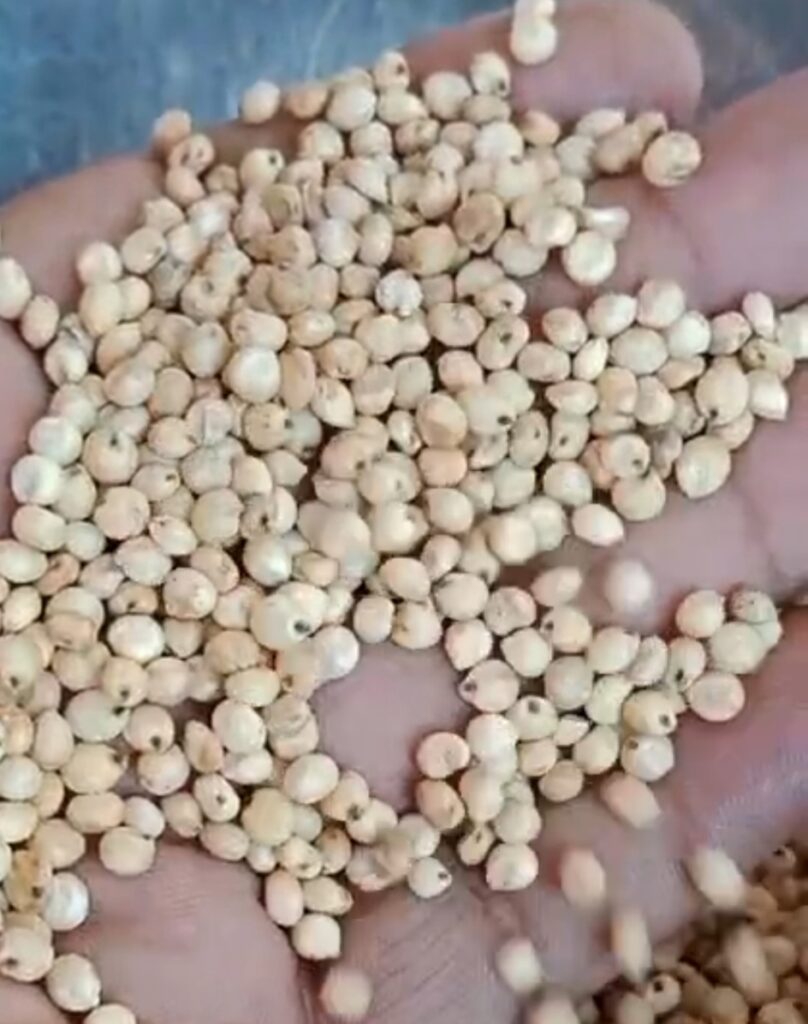 White Sorghum, Sorghum Millet, Millet, Agriproducts, Indian Exporter